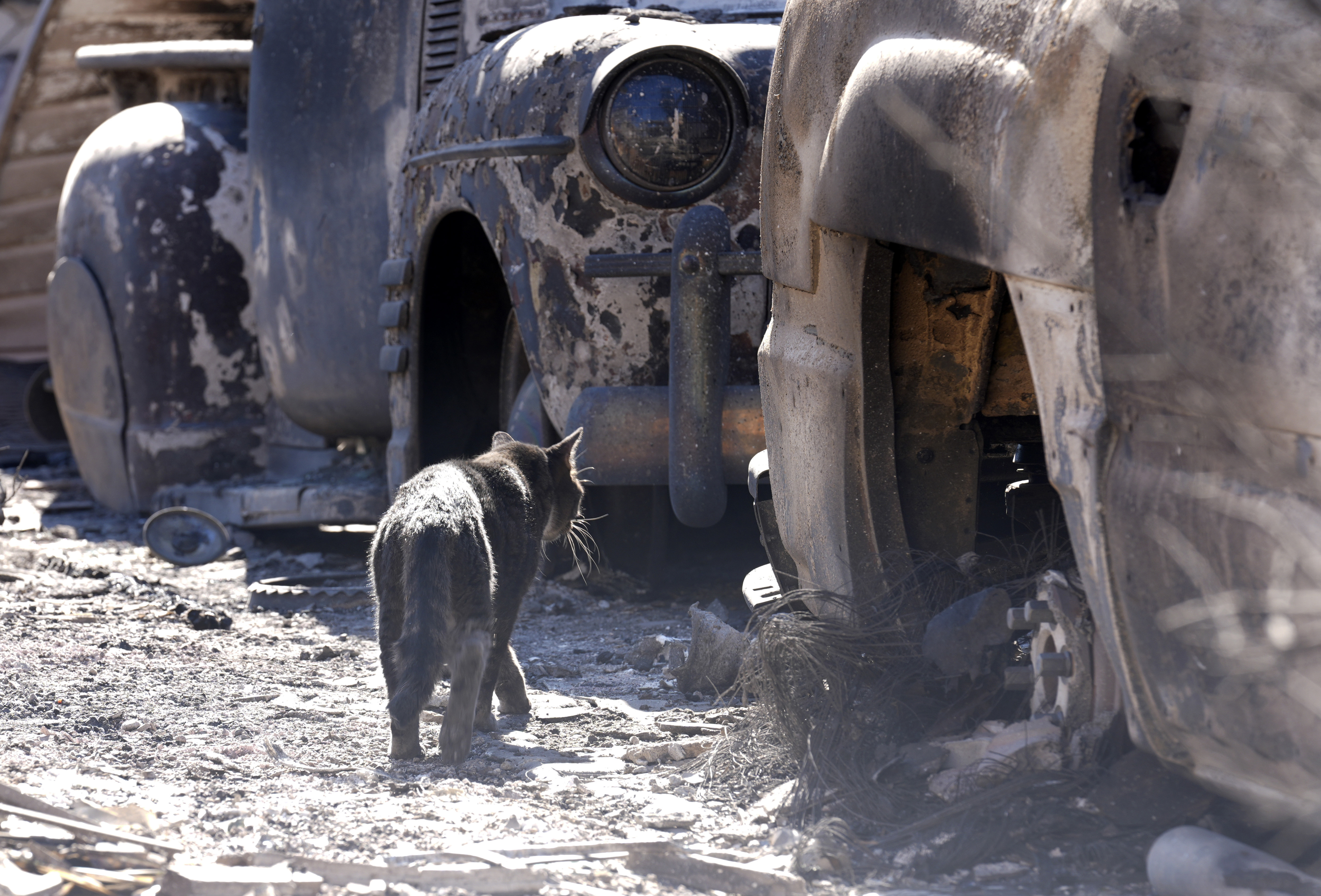 A cat wanders amidst cars destroyed by the Eaton Fire, Tuesday, Jan. 14, 2025, in Altadena, Calif. (AP Photo/Chris Pizzello)