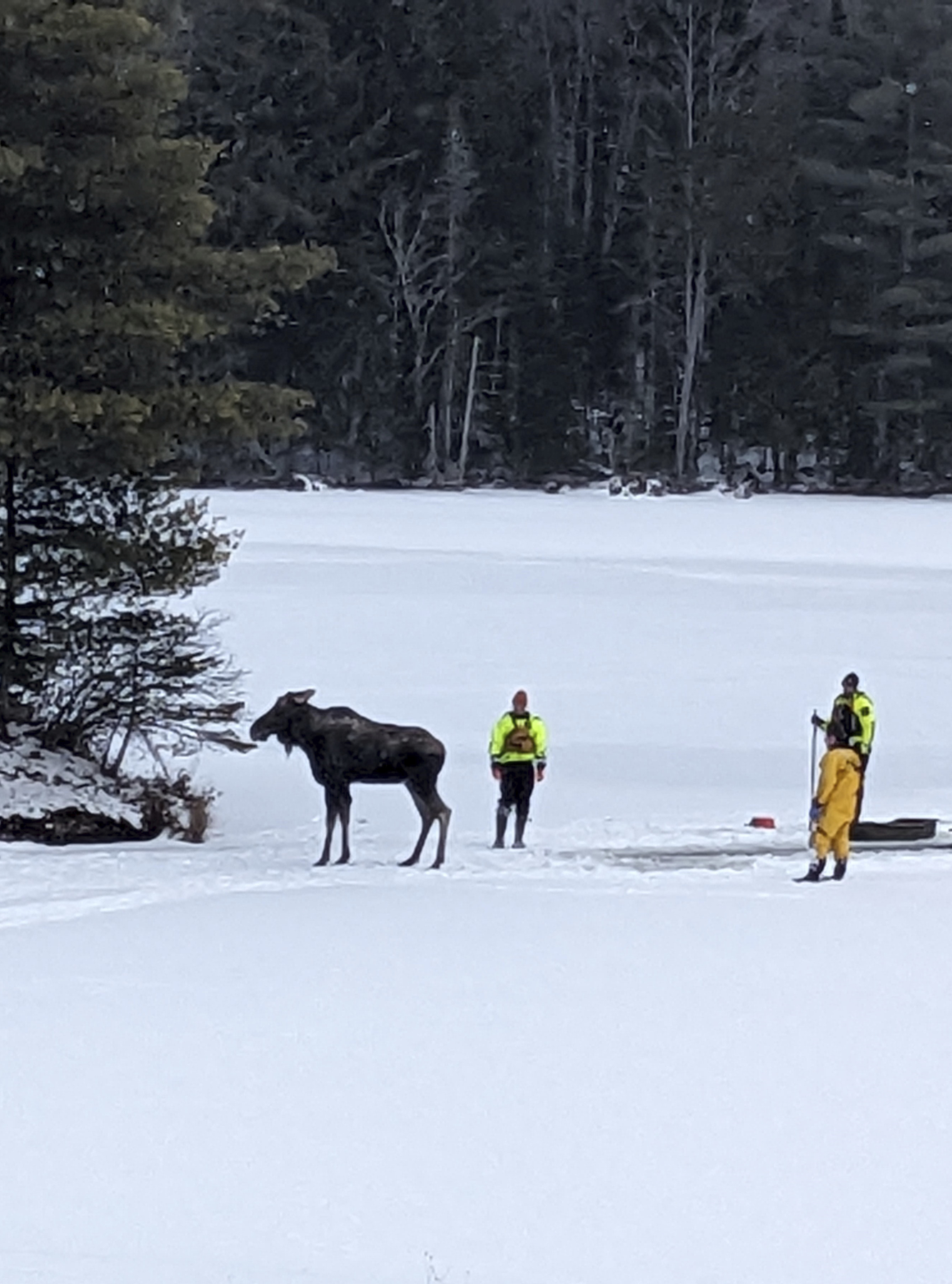 In this photo handout provided by New York State's Department of Environmental Conservation, a rescued moose emerges from icy waters with the aid of forest rangers and police officers on Lake Abanakee in Indian Lake, Hamilton County, Thursday, Jan. 16, 2025. (New York State's Department of Environmental Conservation photo via AP)